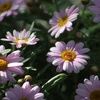 codeamberstar